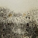 Certified mold remediation